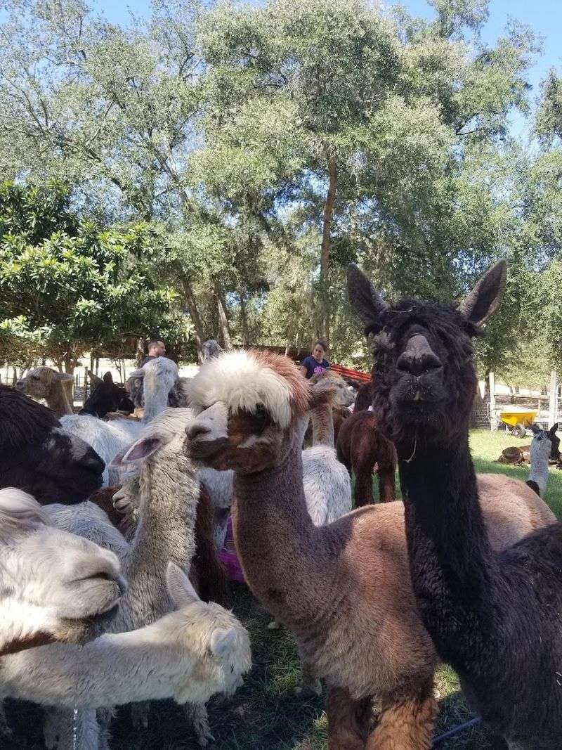 Special Events Like Alpaca Yoga And Paint Nights Add Creative Twists