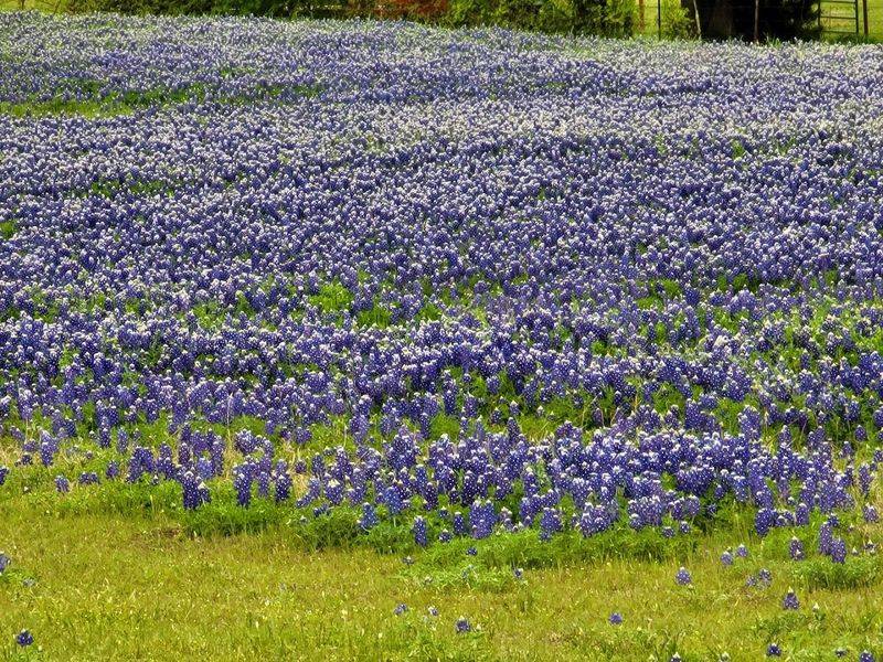Best Practices for Bluebonnet Viewing Etiquette