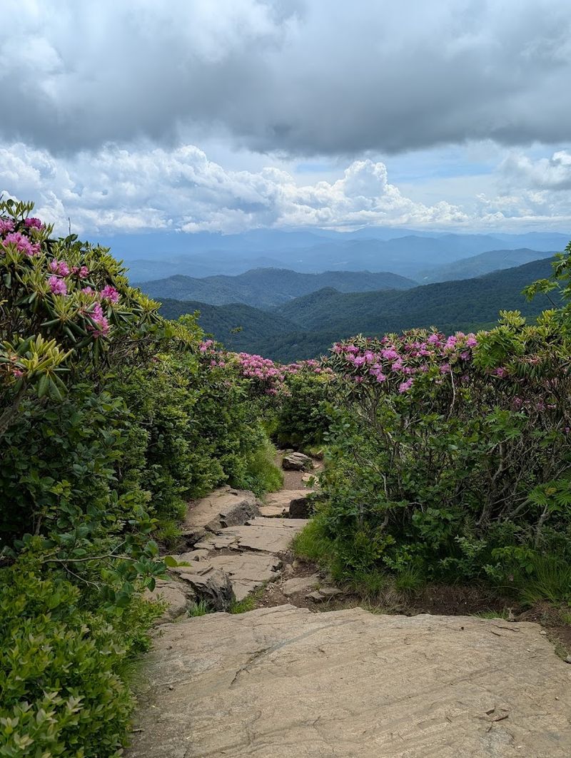 The Best Time of Year to Visit Carvers Gap Trailhead