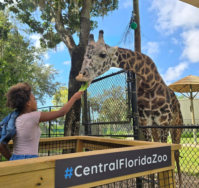 Giraffe Feeding Encounters Up Close