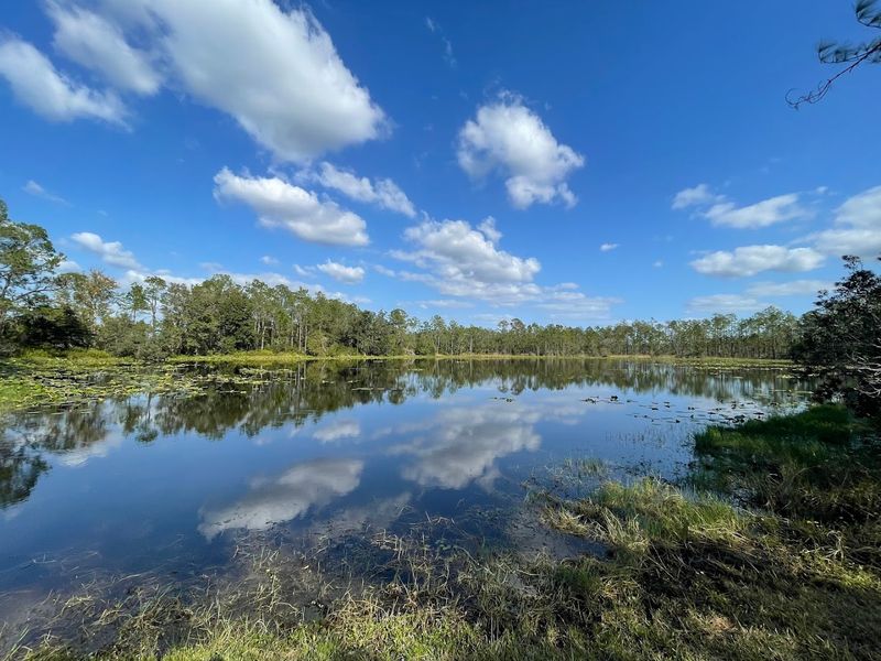 A Glimpse of Real Florida Before It Was Developed