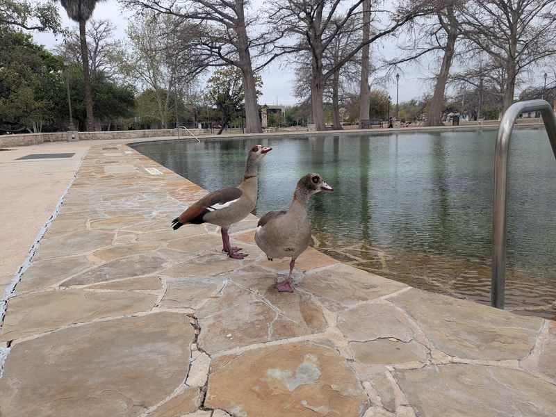 Pool Rules Worth Knowing Before You Go