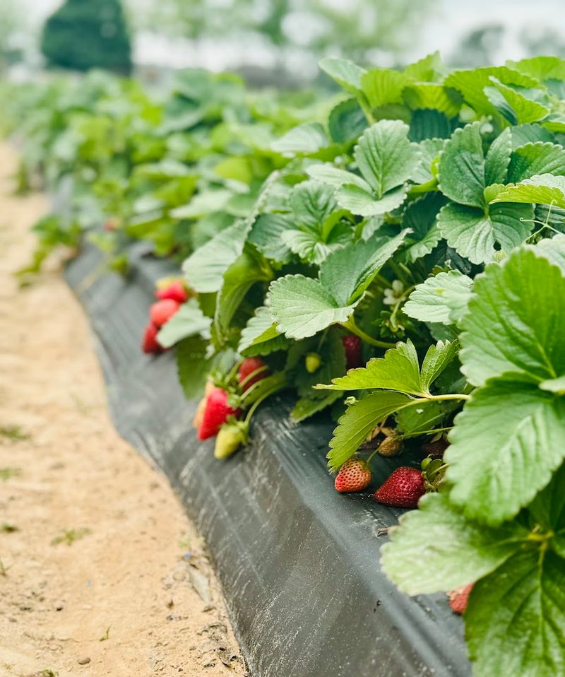 Atkinson Farms (Spring)