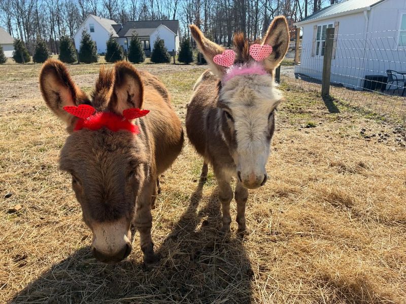 Meet the Real Stars of the Stay: The Friendly Donkeys