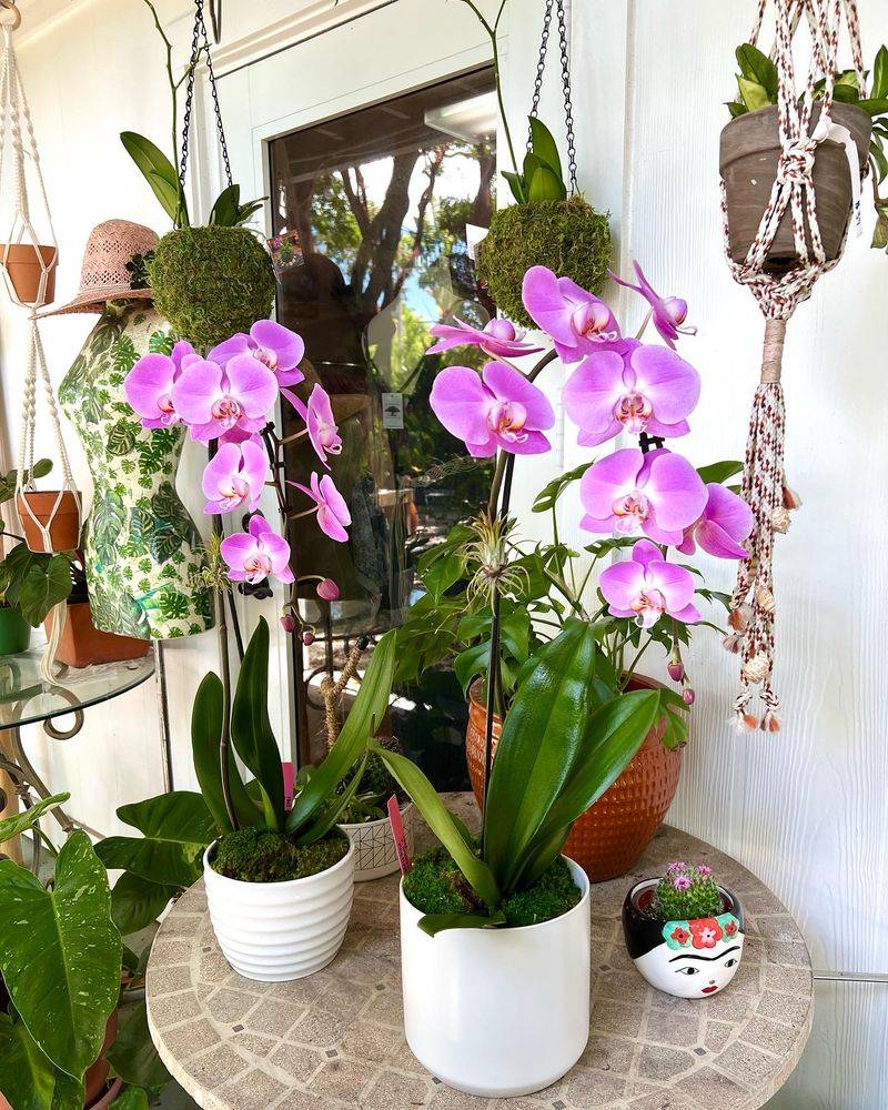Plant Selection That Actually Thrives