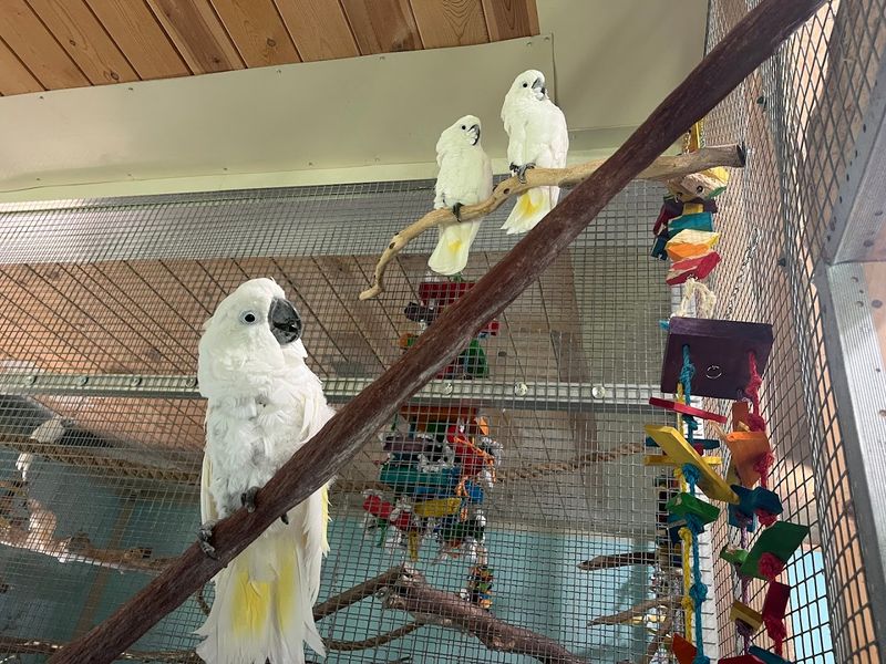 Why Protecting Parrots Living in Captivity Matters So Much