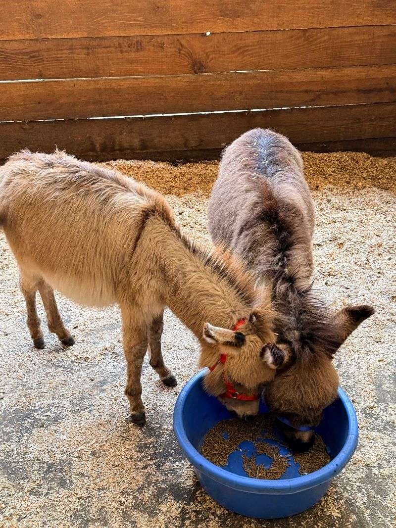 Never Owned a Donkey? You'll Get a Crash Course