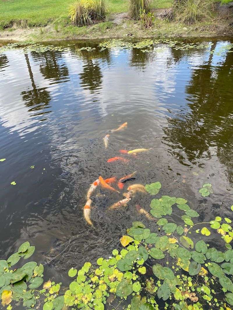 The Magnificent Koi Pond Experience