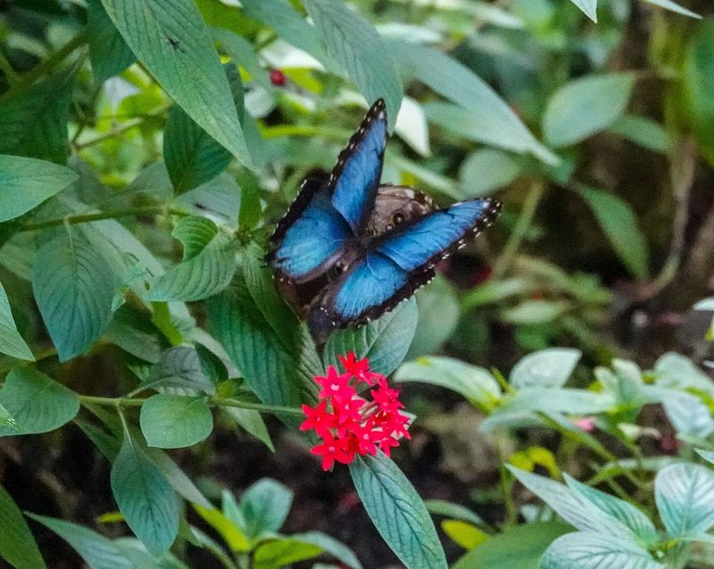Wings of the Tropics Butterfly Pavilion