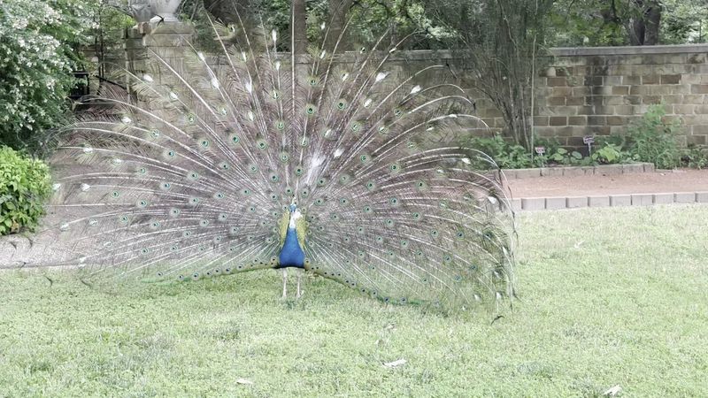 Peacocks Roaming Like They Run the Place