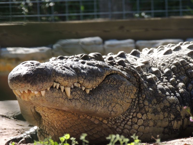 Gatorland: Old Florida With Real Teeth