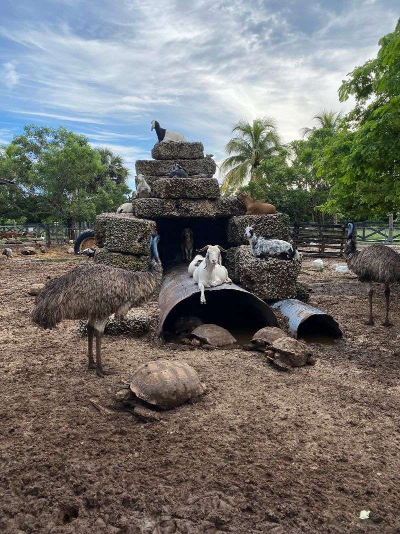 Petting Zoo And Animal Encounters
