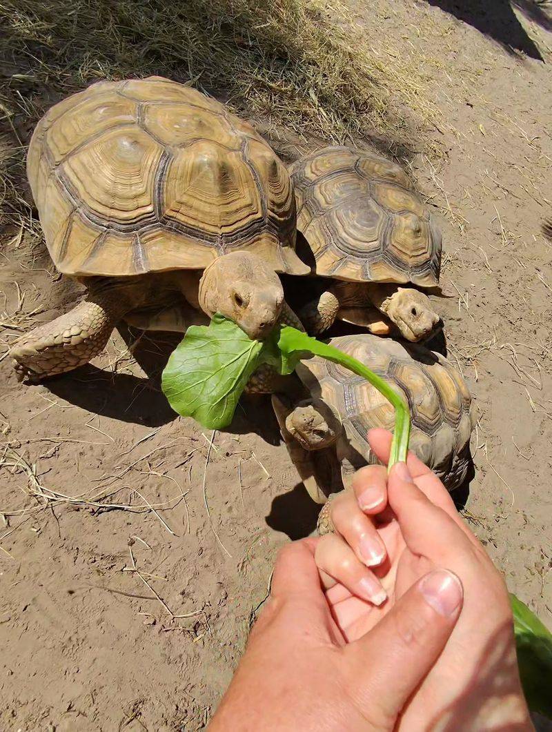 Hands-On Animal Encounters That Go Way Beyond Looking Through Glass