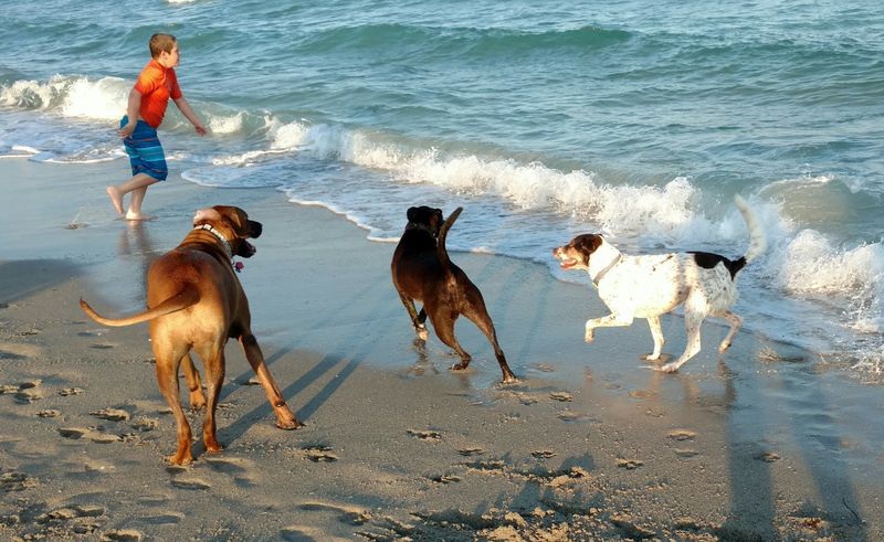 Hollywood Dog Beach (Hollywood)