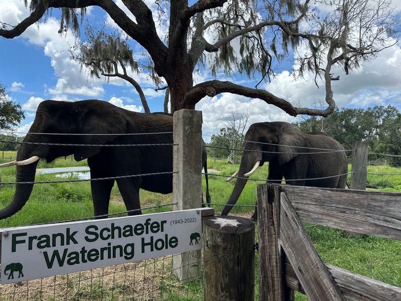 Meet the Gentle Giants: The Elephants Who Call Myakka City Home