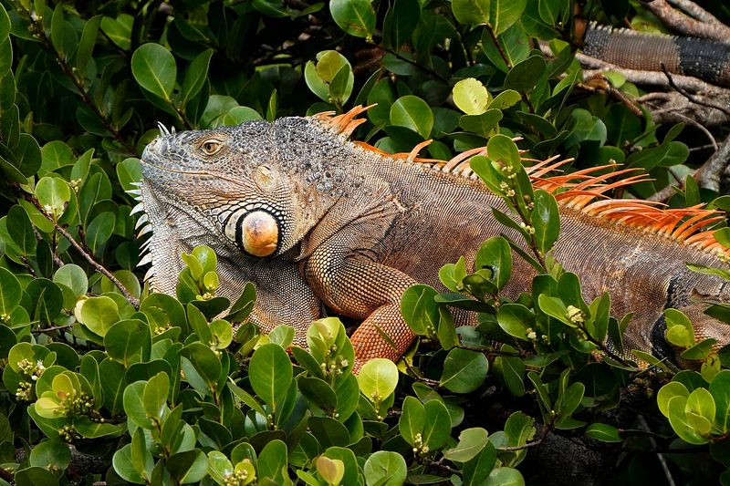 Invasive Iguanas Adding Unexpected Color to the Landscape