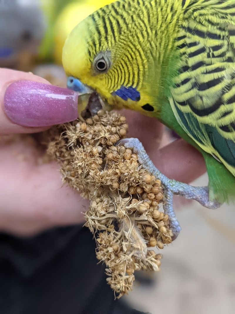 Feed Friendly Parakeets That Land Right On You