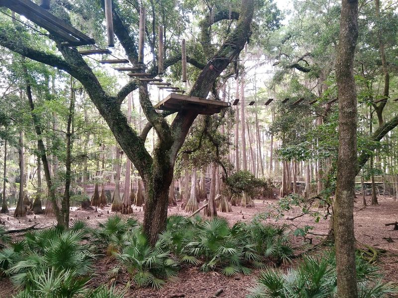 Tree to Tree Adventures Ziplining