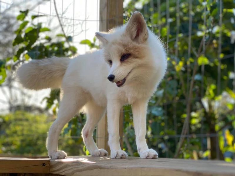 Fennec Foxes That Redefine Adorable