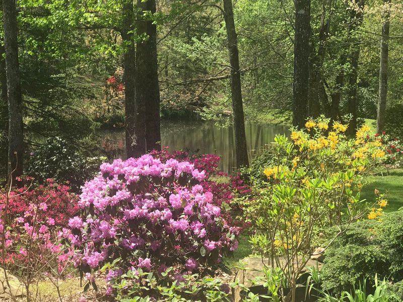 Why Early Spring Is the Most Magical Time to Visit Genesis Gardens