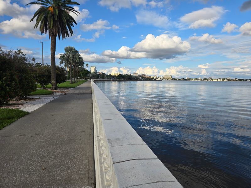 Dolphin Spotting Along the Seawall