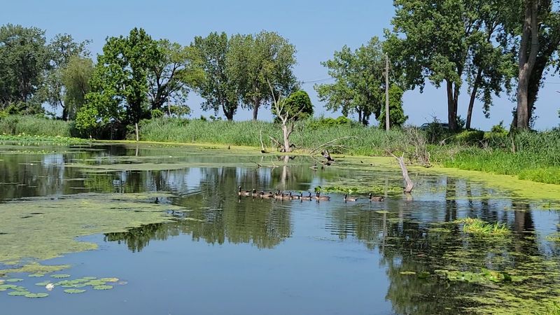 Wetlands Wildlife Watch
