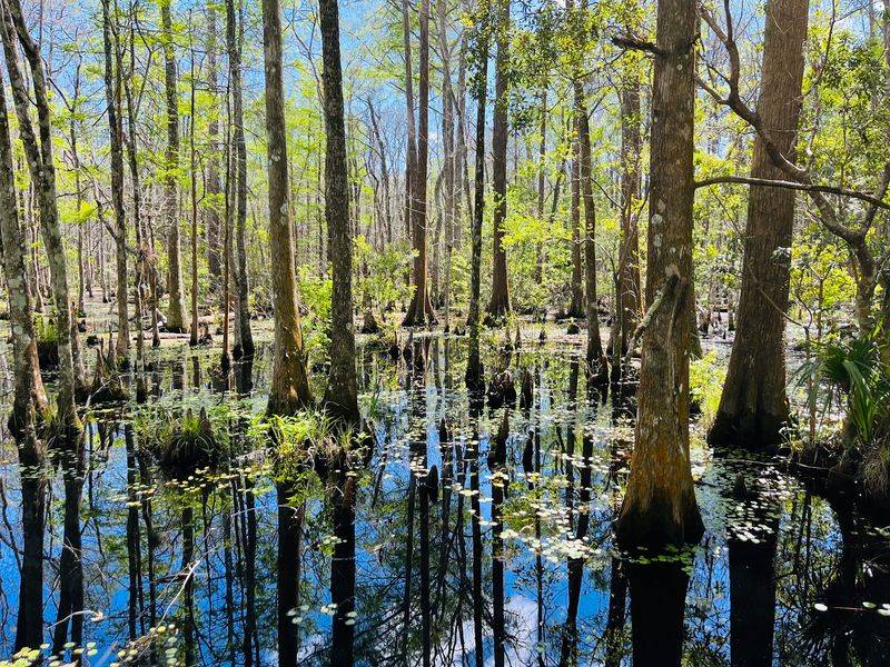 Bug Reality in a Florida Swamp