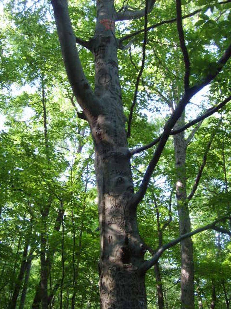 Trail Gateways into the Hopewell Big Woods