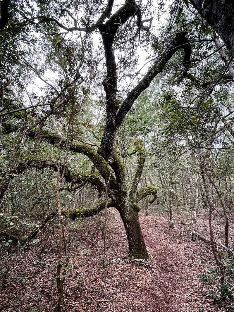Solitude That's Increasingly Rare