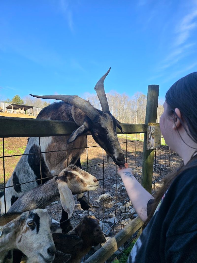Why Little Ponderosa Zoo and Rescue Is One of Clinton's Most Unexpected Attractions