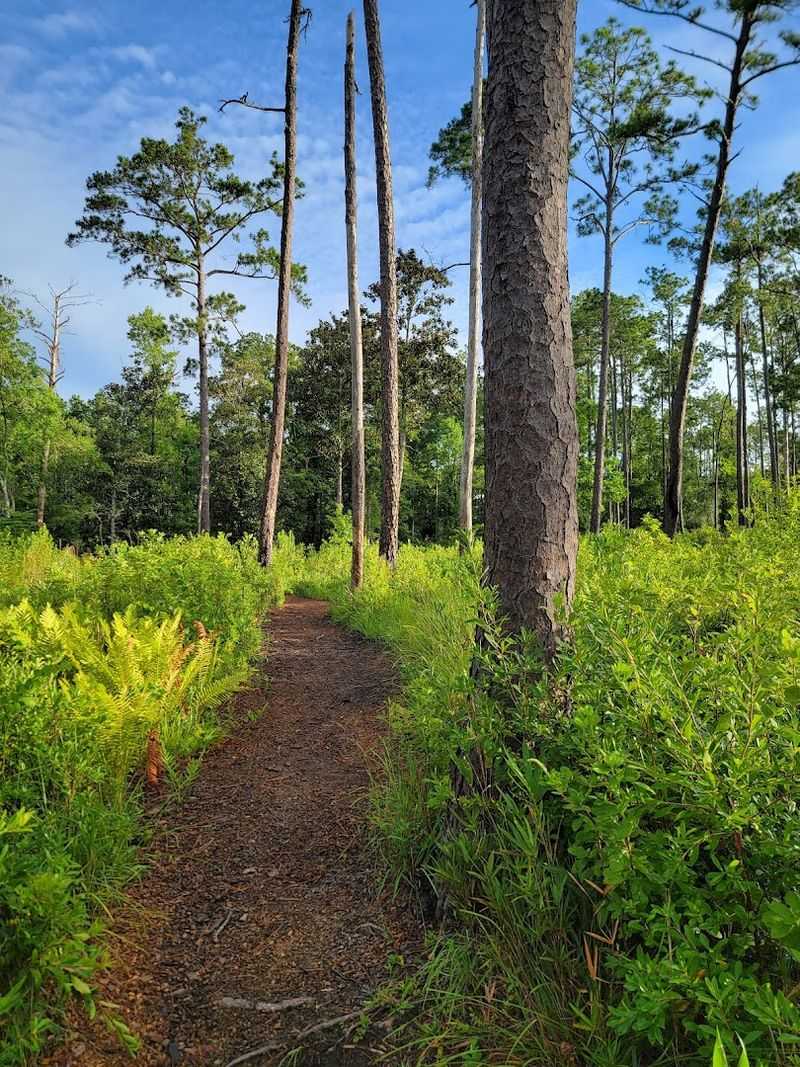 Falling Waters State Park Trails (Chipley)
