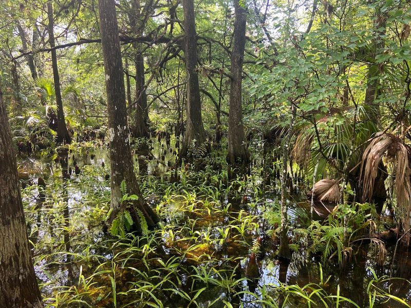 Over 30 Species Of Ferns Creating A Prehistoric Atmosphere