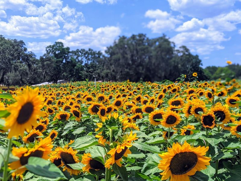 Sweetfields Farm (Brooksville)