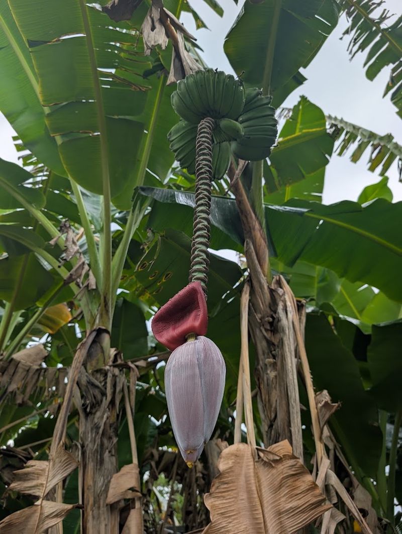 Banana Bonanza: 70-Plus Varieties