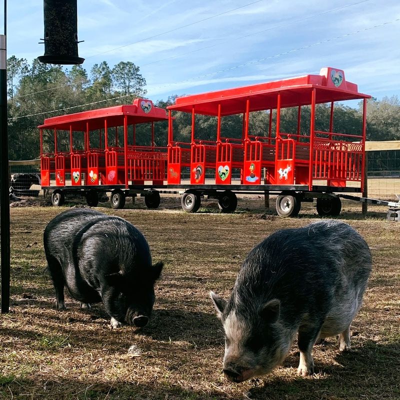 Rooterville Animal Sanctuary (Melrose)