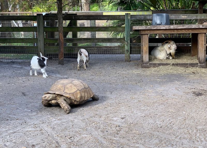 Walk-Through Zoo That Surprises Everyone