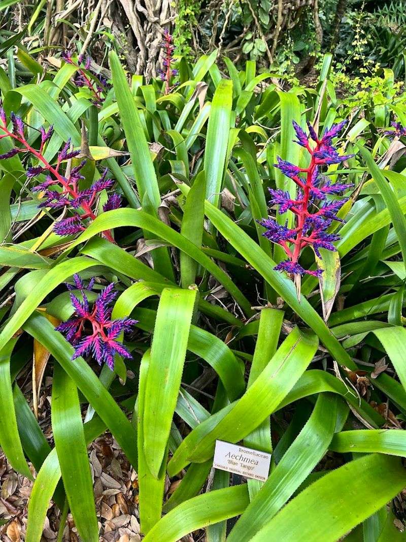 Orchids, Palms, and Rare Plant Collections