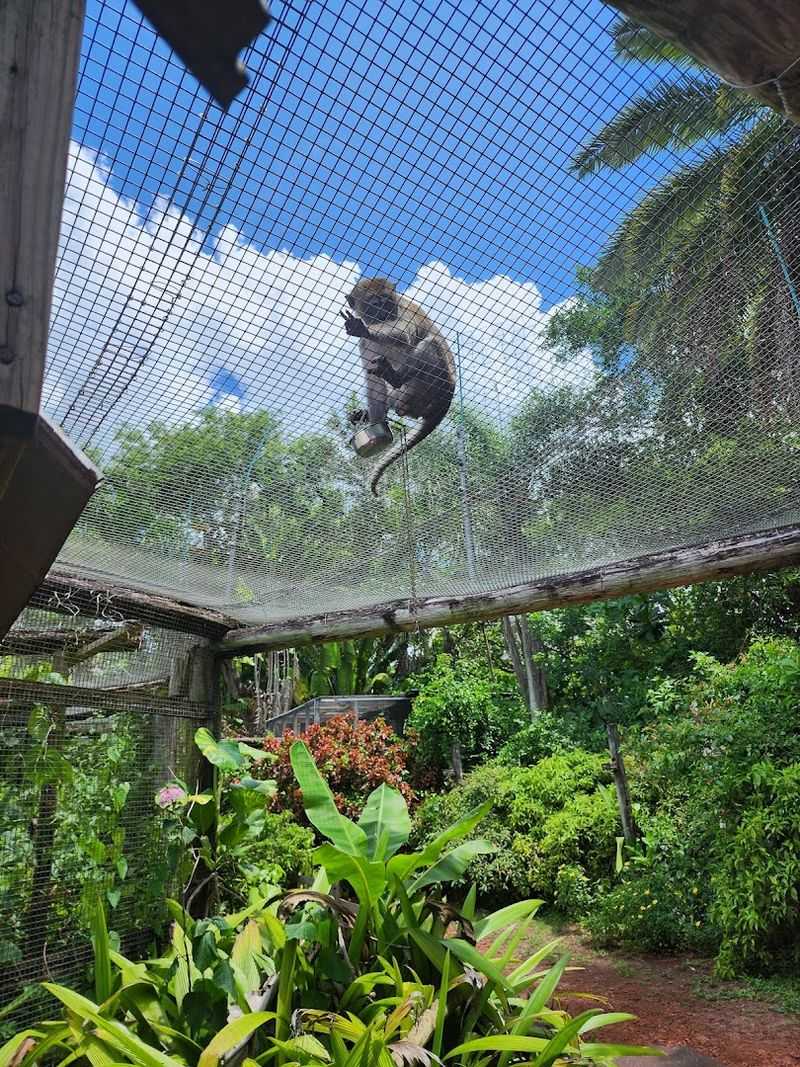 Why Humans Walk in Cages Here