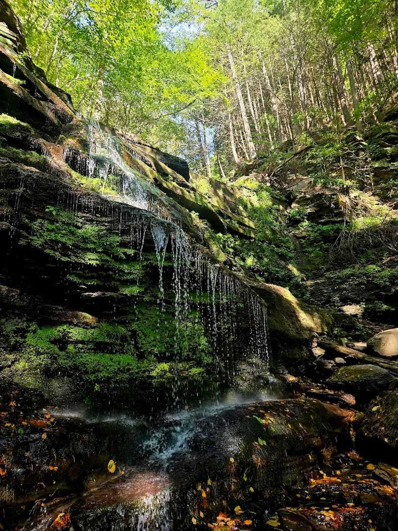 Turkey Path Trail, Leonard Harrison State Park, PA