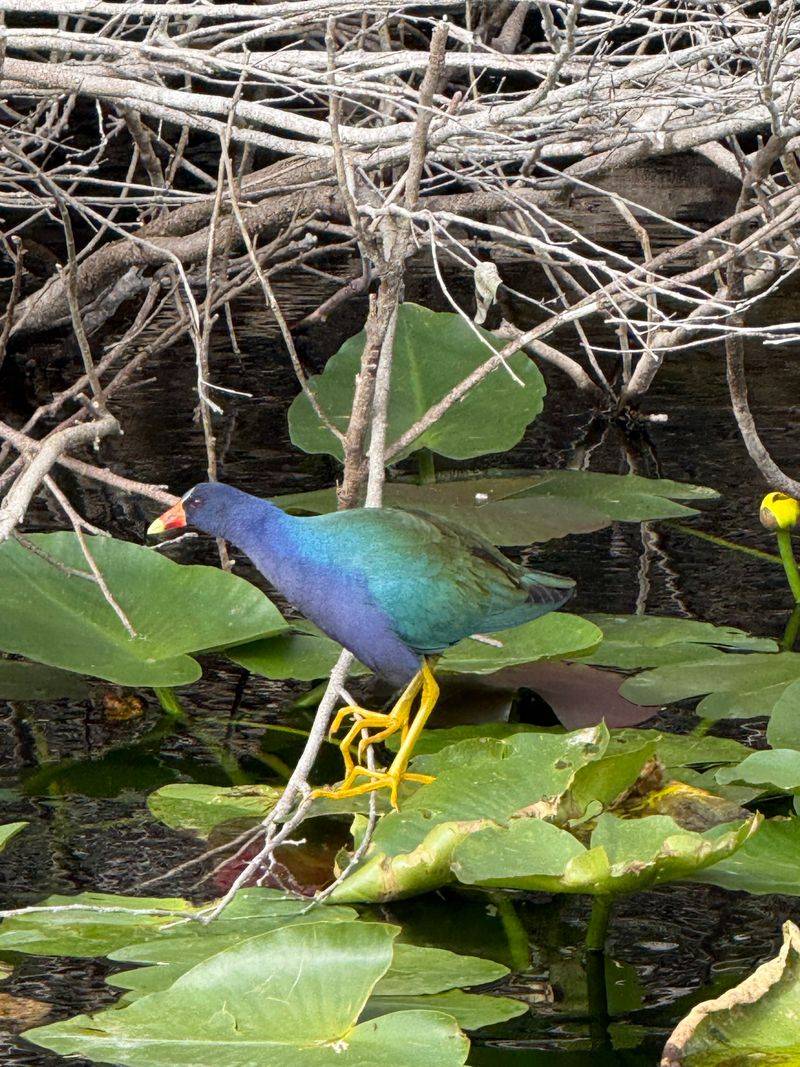 Wildlife You Will Likely See