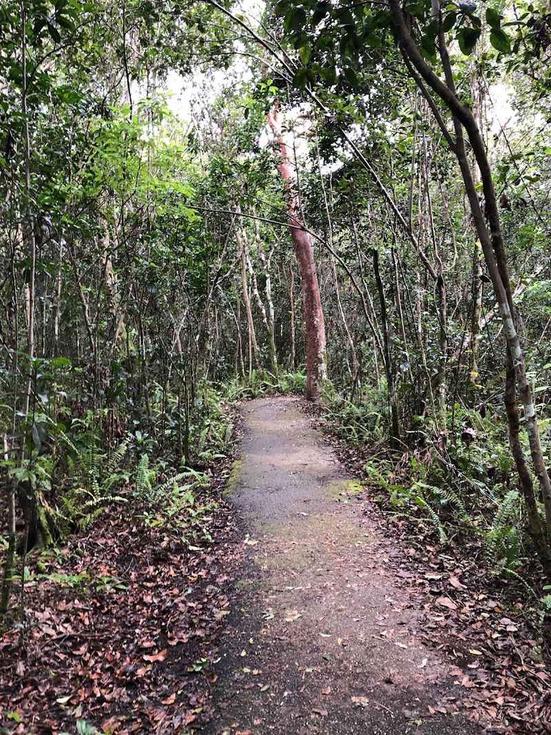 Gumbo Limbo Trail (Everglades National Park)