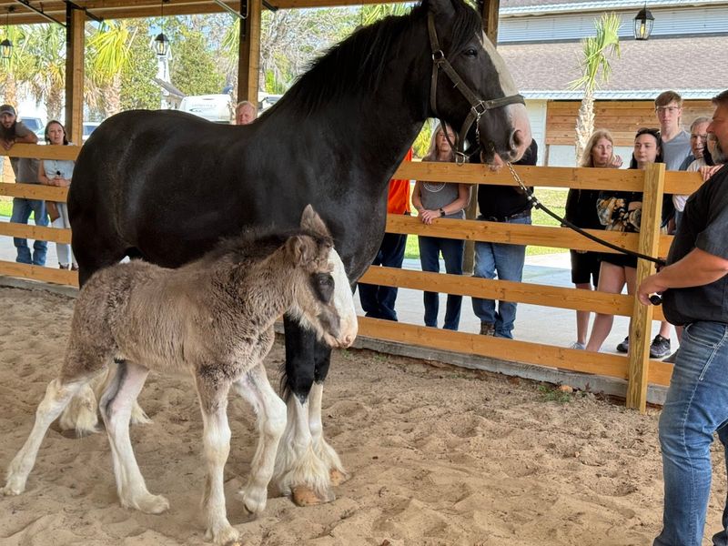 Baby Clydesdales Steal Every Show