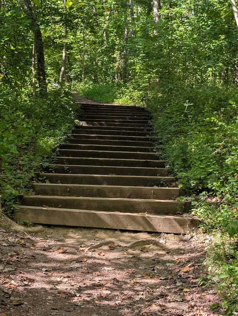 Woodland Trails and Wildlife Moments