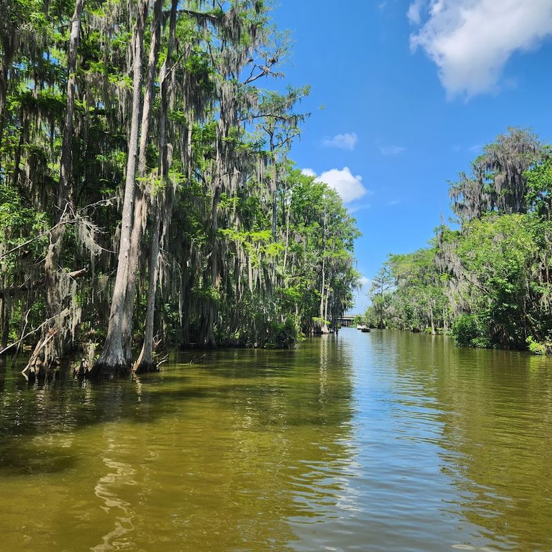 The Dora Canal's Untouched Cypress Cathedral