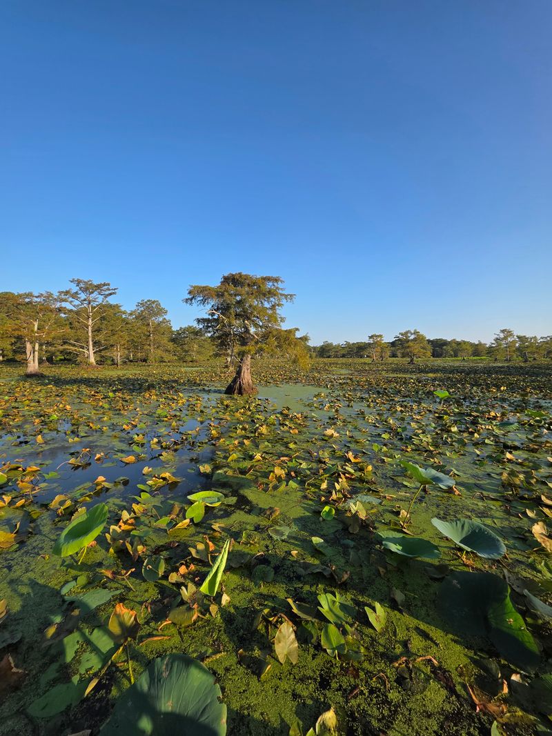 Why This Tennessee Lake Looks Unlike Any Other