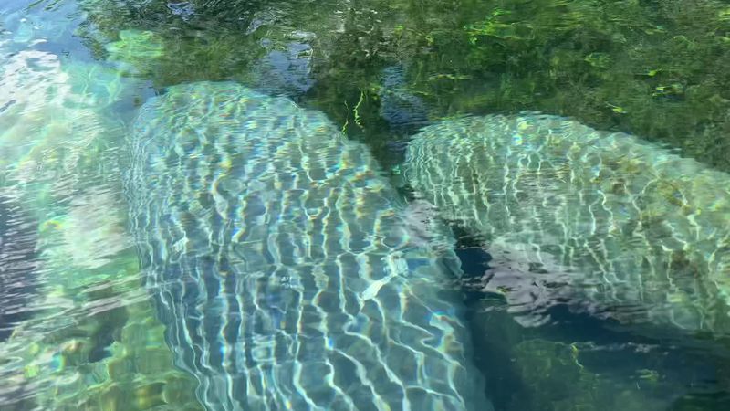 Manatee Viewing That Feels Too Close to Be Real