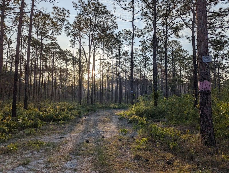 Citrus Tract, Withlacoochee State Forest / Citrus WMA — near Inverness