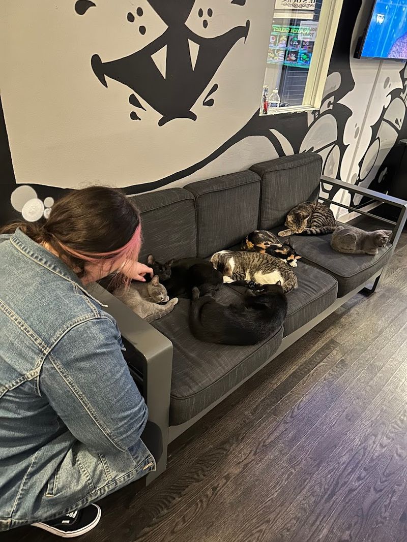 What The Catcade Is All About