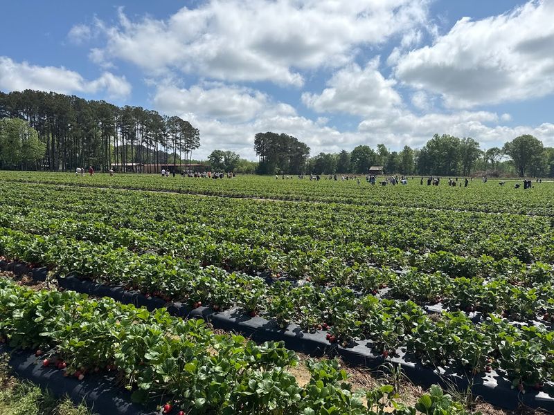 Washington Farms (Bogart and Watkinsville)