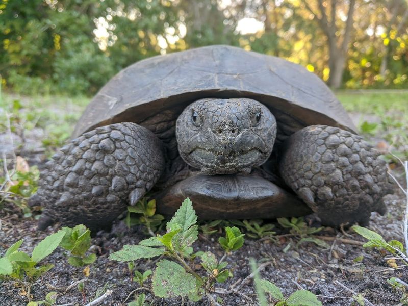 Wildlife Watching Opportunities